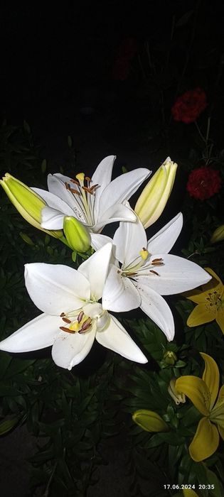 Лилия садовая, тюльпаны