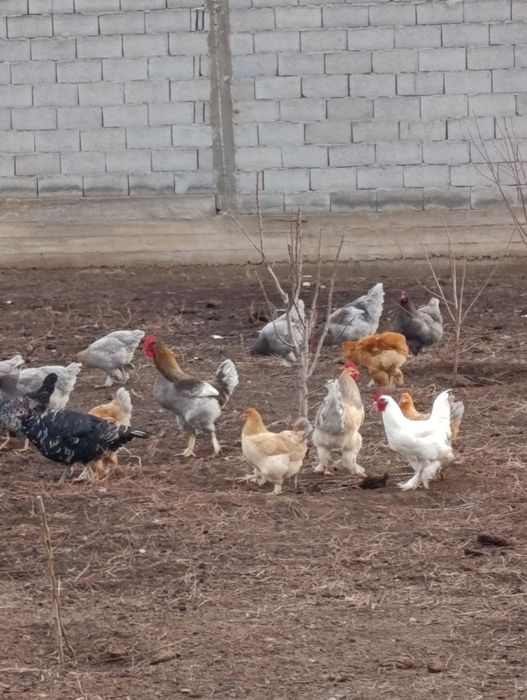 Продаются куры домашние и бойцовые