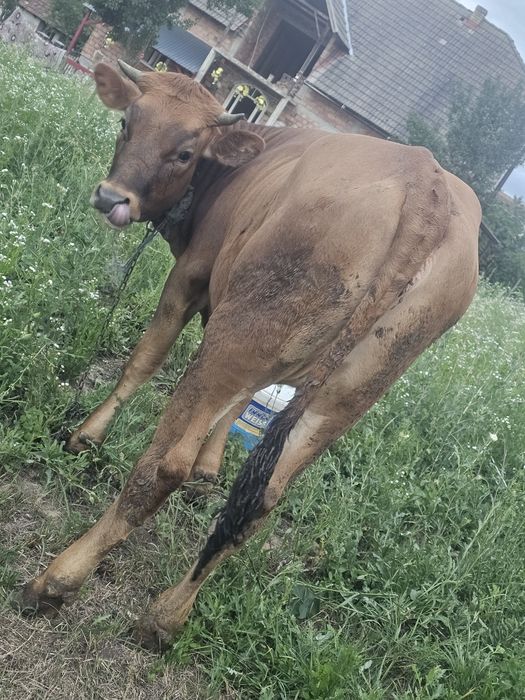 Vand o jurinca de 1 ani  rasa buna de lapte  talie mare