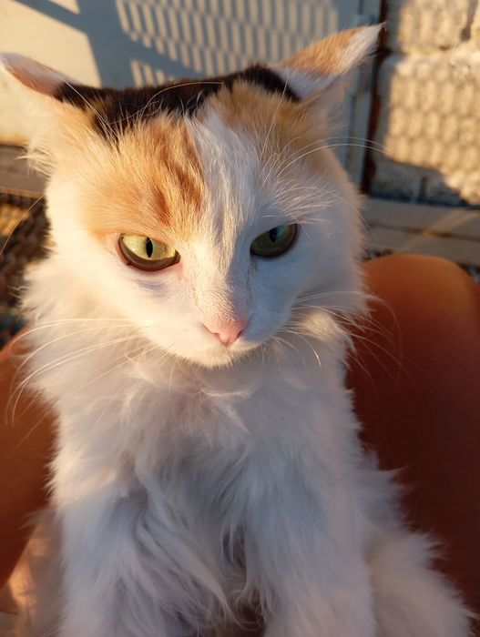 Кошка стерилизованная