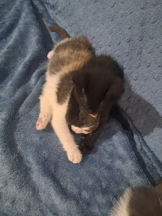 Отдам котят 1.5 месяные