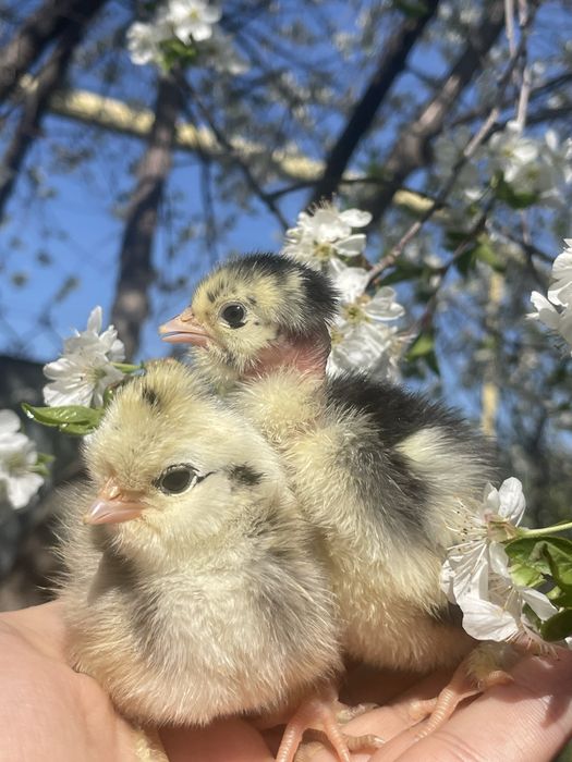 Цыплята от крупных курей