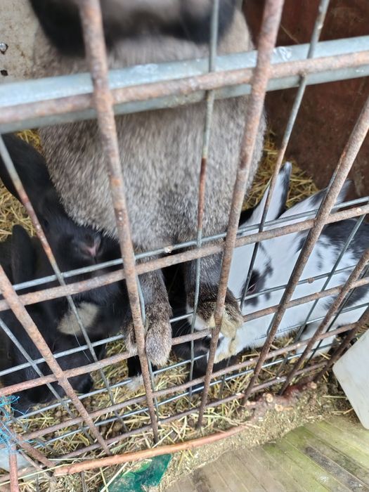 Vând iepurasi uriaș germani