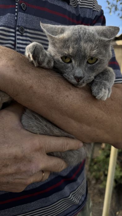 Отдам кота в добрые руки