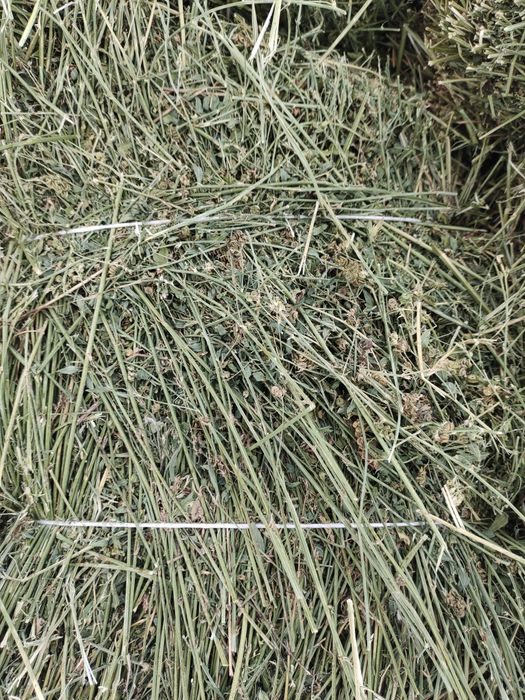 Жонышка Клевер люцерны