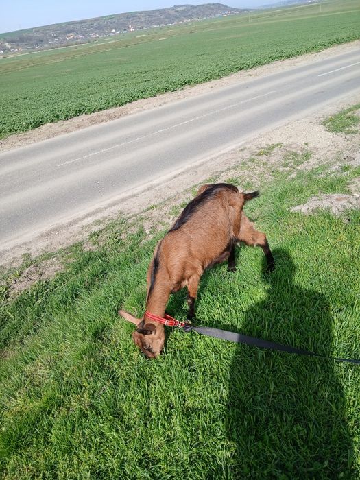 Se vinde capră cu doi pui alpin francez