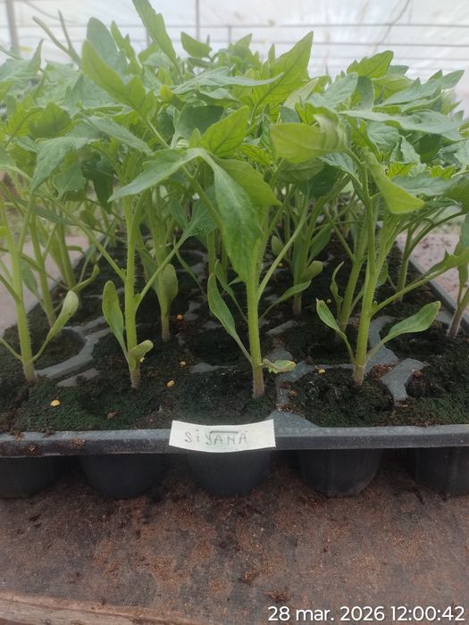 Rasad de roșii Sandoline Rila si alte hibrizi