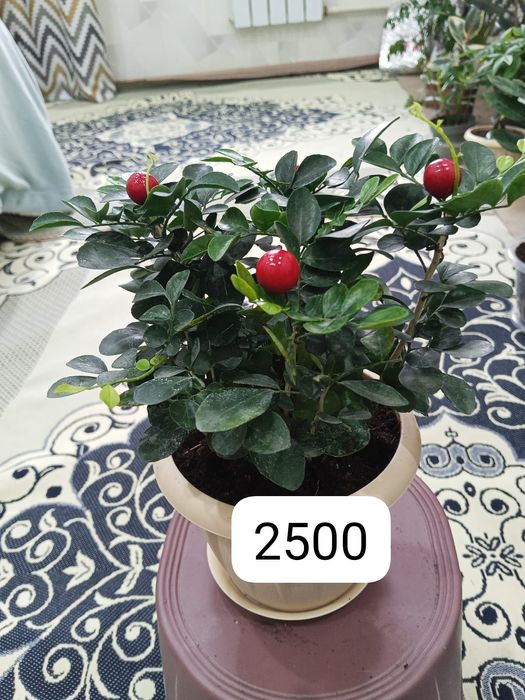 Домашние светы на продаж