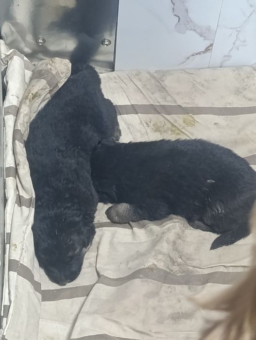 Продам Щенков немецкой овчарки