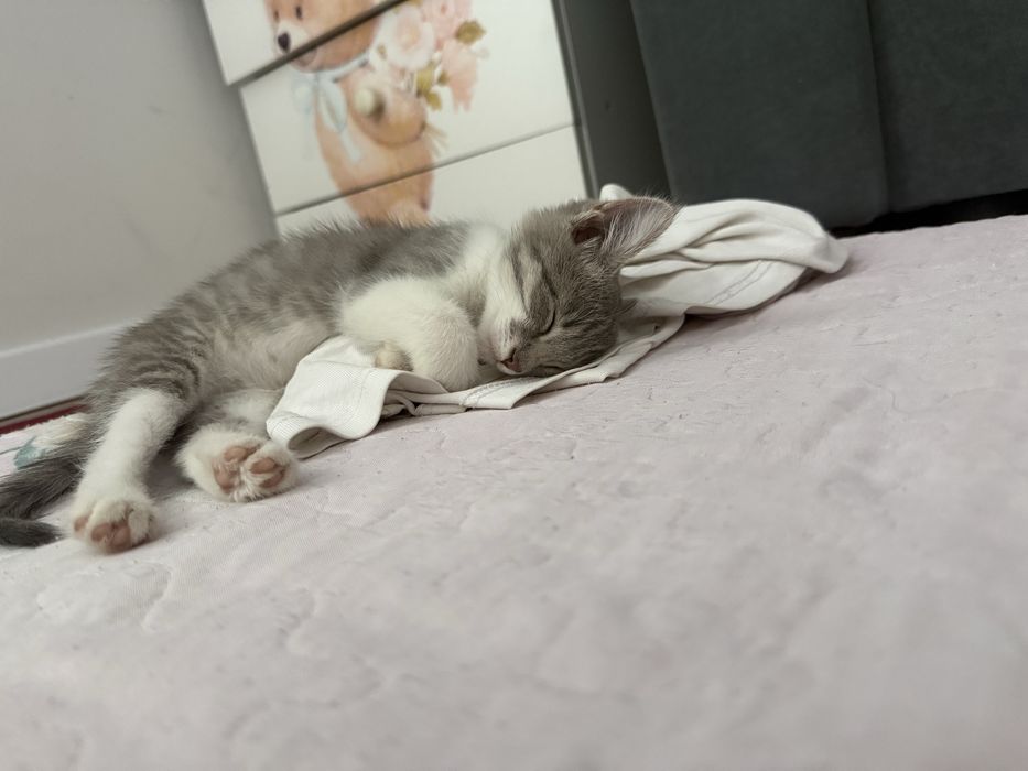 Отдам котят в добрые руки Бесплатно