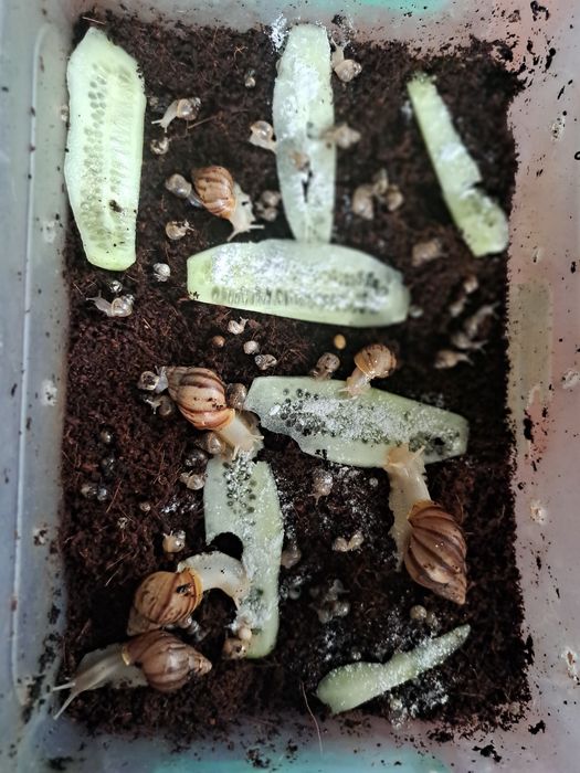 Улитка тоза сотилади