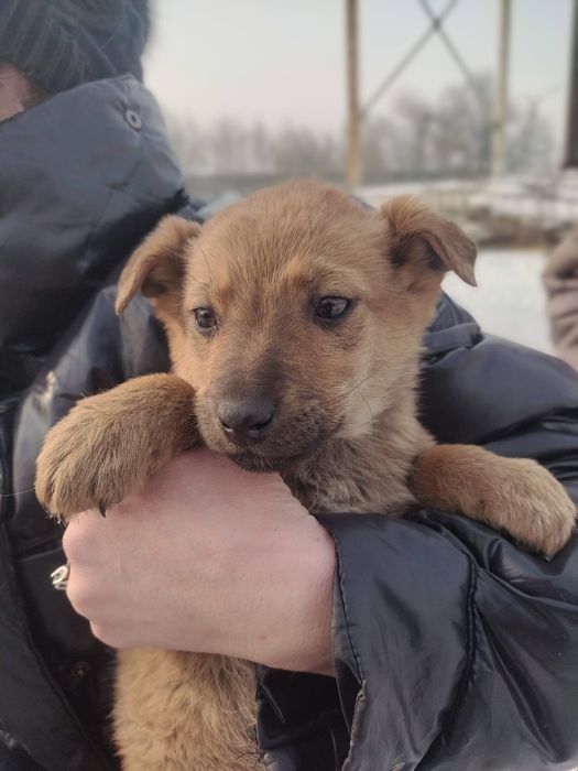 Щенки в добрые руки