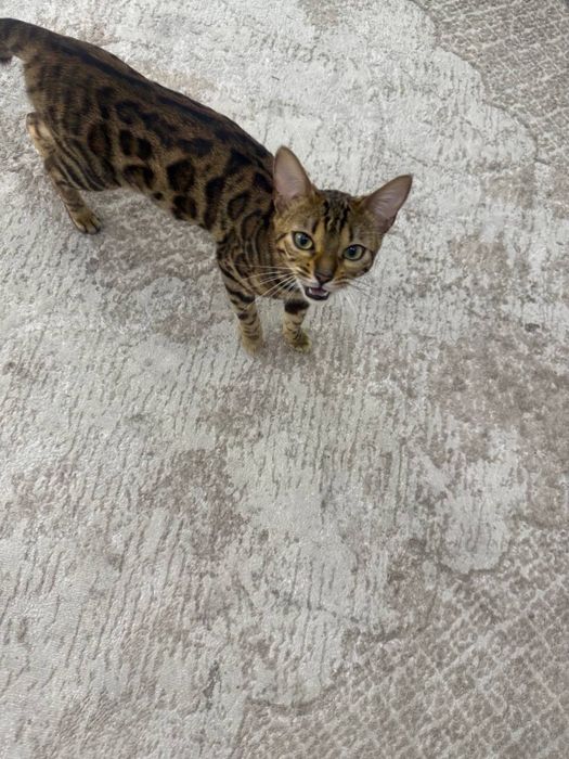 Mushuk bengalskiy tozza.