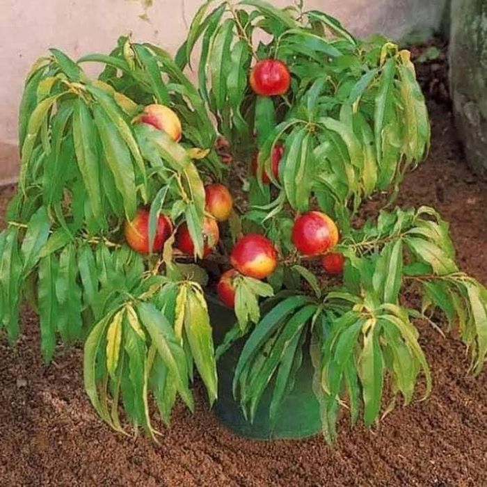 Pomi columnari anul 4/ pe rod