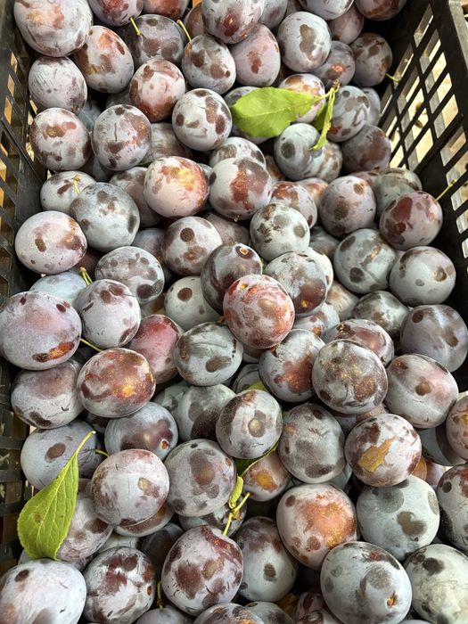 Vand prune livada proprie