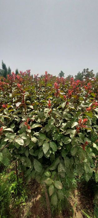 Декоротив кучатлари сотилади