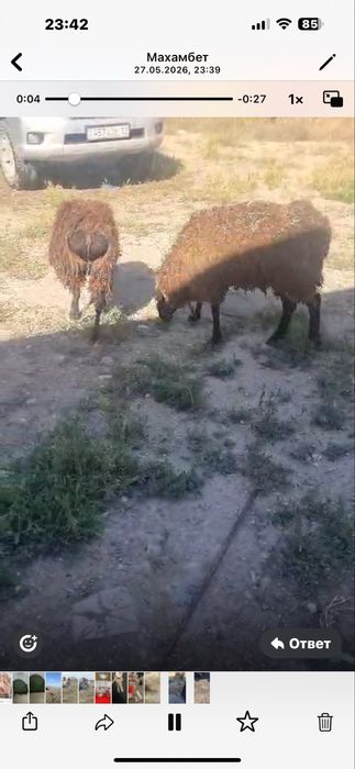 Қой, овцы и бараны