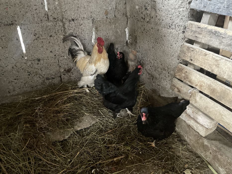 1 қораз 3 тауық сатылады