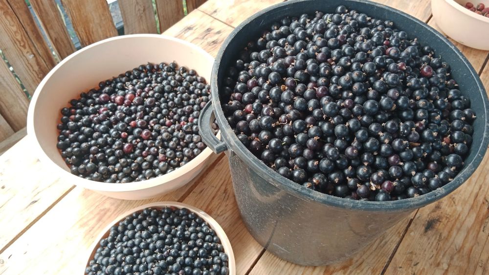 Продам дачу пкст краснопартизанское