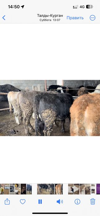 Сойысқа семіз Құнажындар соғым (согым)