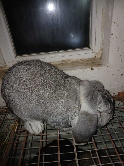 Vând mascul berbec german