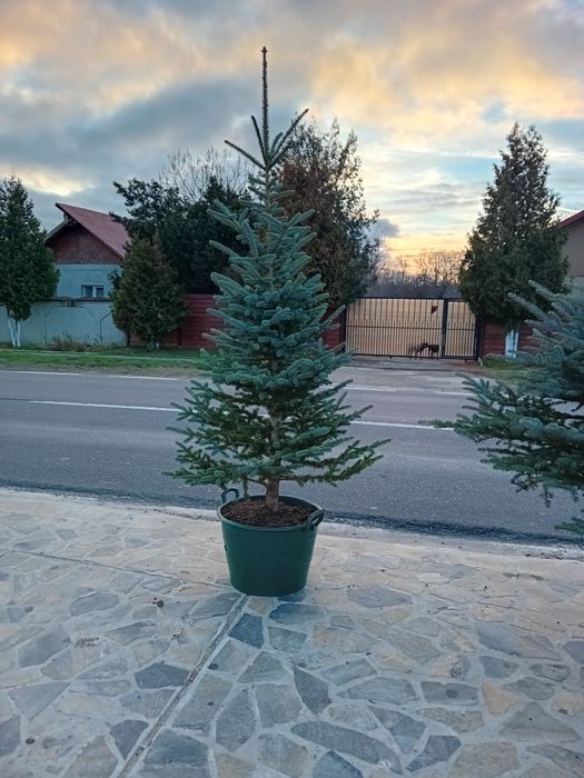 Brazi argintiu la ghiveci