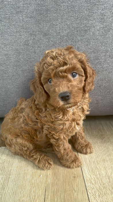 Щенки той пуделя