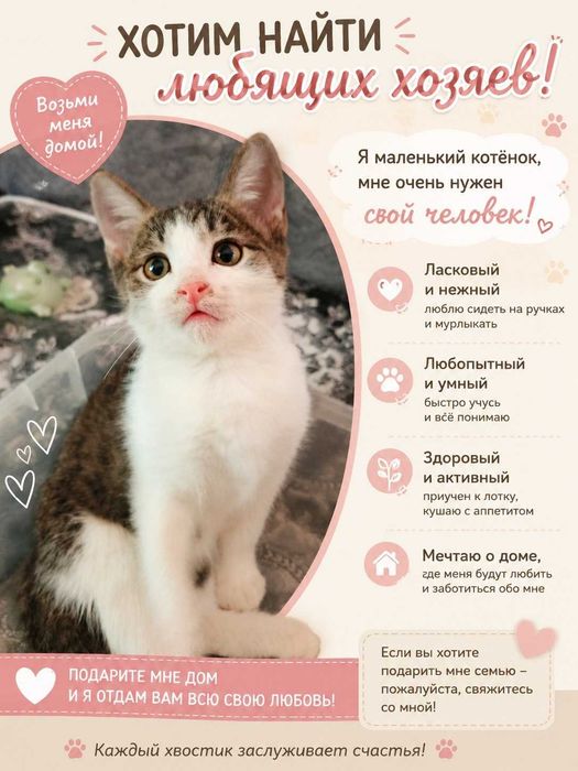 Отдам котят в хорошие руки