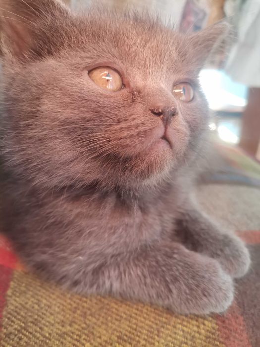 Скотиш страйт мальчик