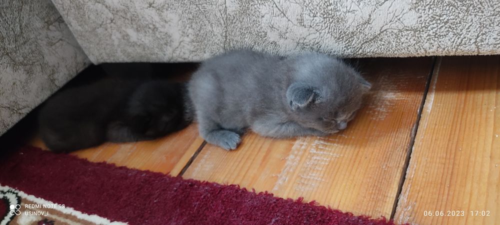 Продаются чистые шотландские вислоухие котята