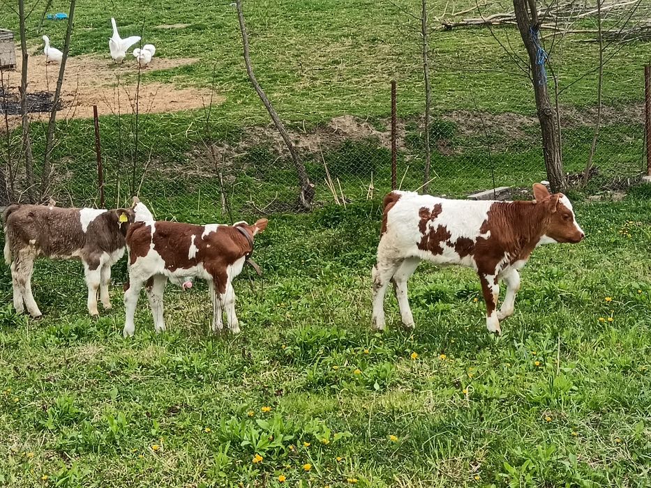 Vând viței și vițele din mame bune de lapte