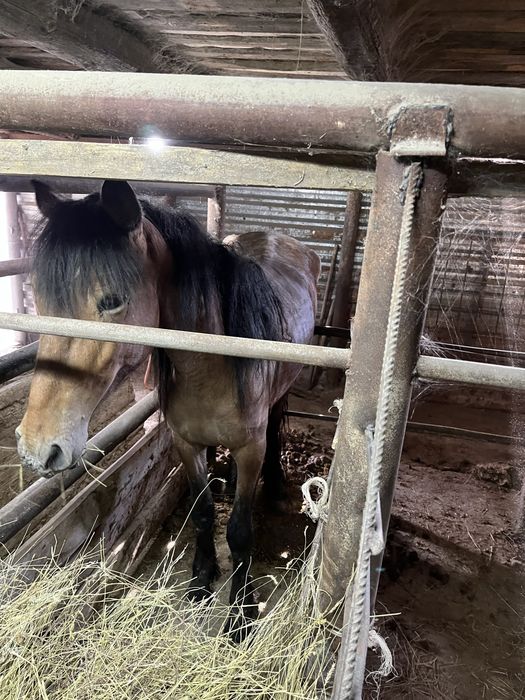 Продаётся жеребец и кобыла