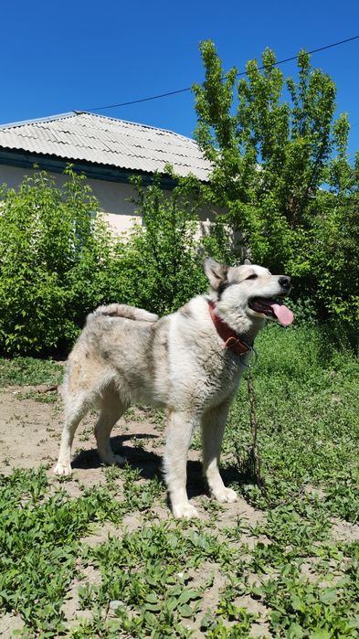 Лайка охотничья работает отлично