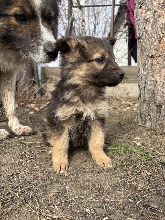 Щенки ( мальчики ) в добрые руки