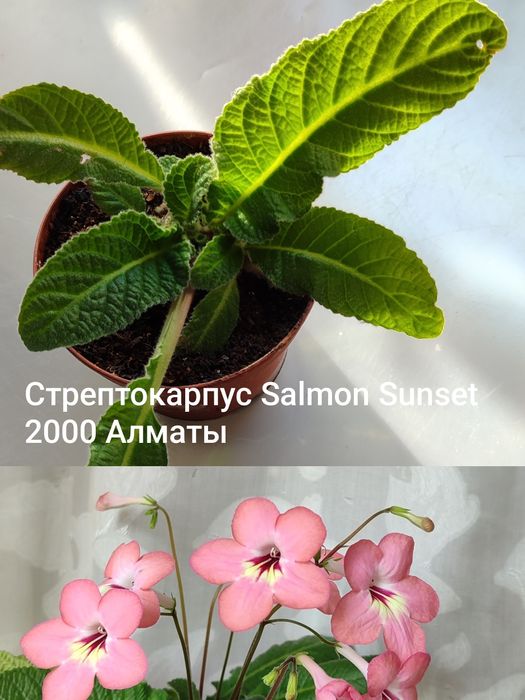 Стрептокарпус  сортовые