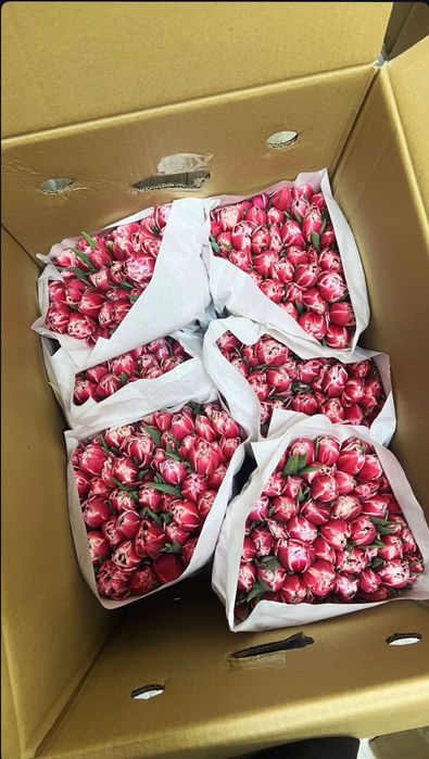 Тюльпаны цветы 8 марта