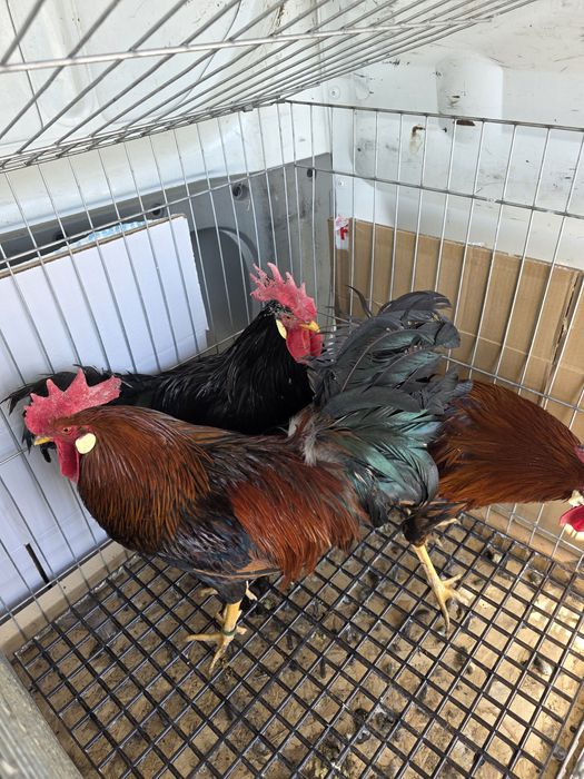 Cocoși se gaini italiene  2025