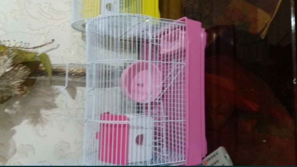 Джунгарики  хомки