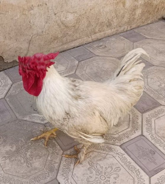 Tovuqlar va Horoz sotaman