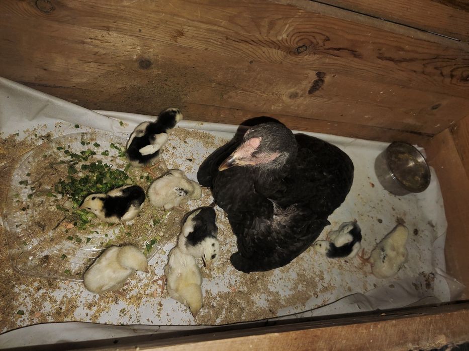 Бойцовый дакан балапандар сатылады