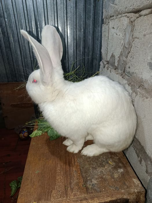 Продам белого Фландера