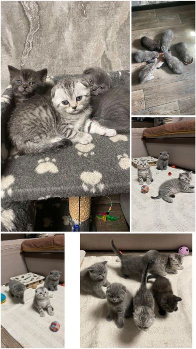 Шотландские котята