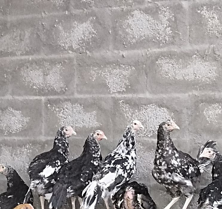 Продам курочеч " астролорпы"