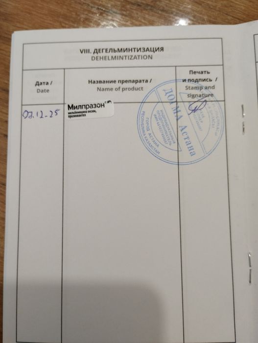 Котенок, мальчик, 4 месяца