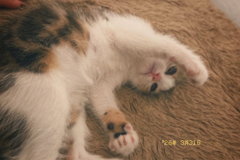 Милый котёнок продаётся