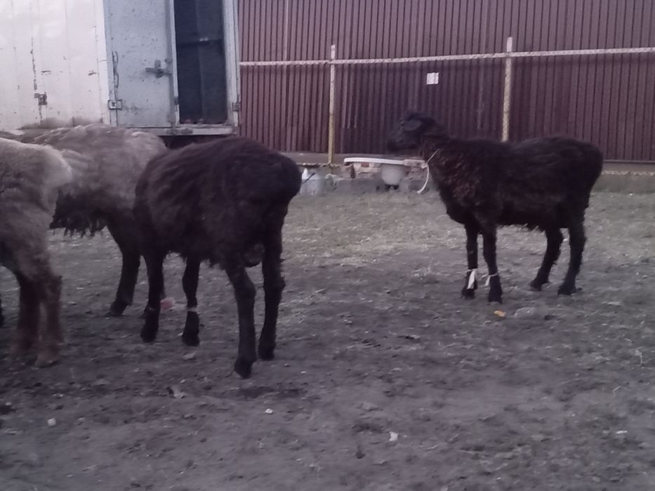 Продается бараный
