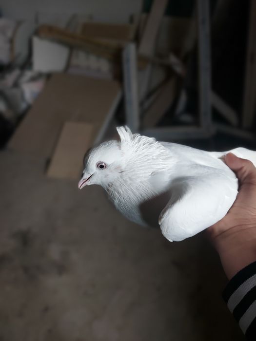 Осы кептер сатылады