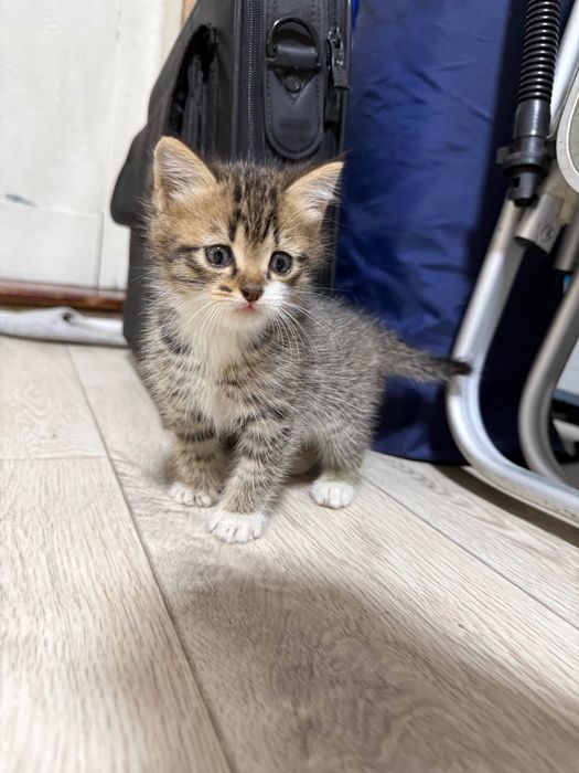 Ищем для котят добрые руки!!