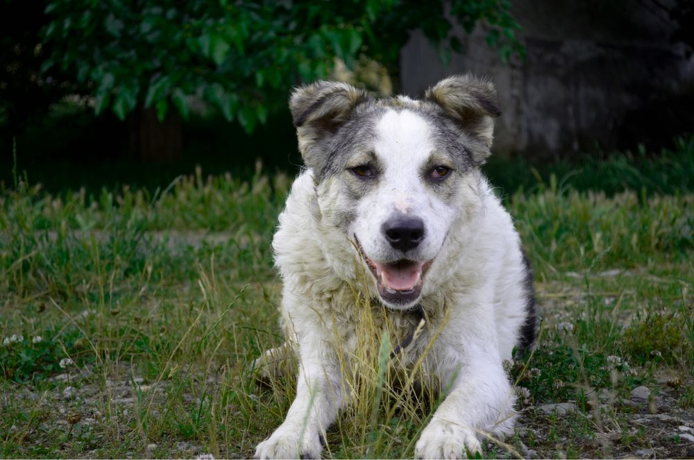 Australian sales shepherd olx