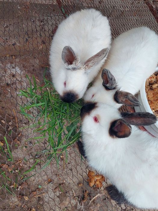 Kalifornia Quyonlari